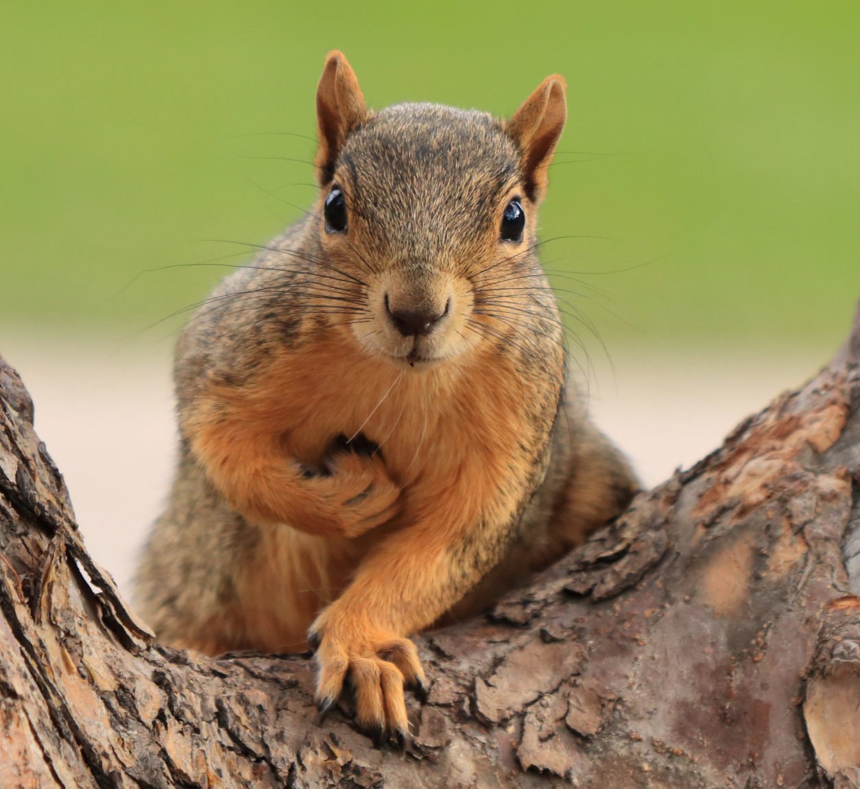 squirrel mit Beute.